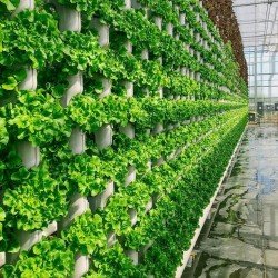 VERTICAL FARMING FOR BIOENERGY CROPS