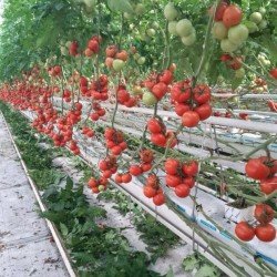 Hydroponic Culture of Tomatoes