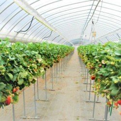 Strawberries Organic 