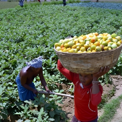  Agriculture Trading Platform